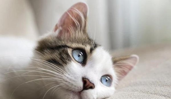 联富配资 猫咪突然不吃食怎么办？体检揪出隐藏病，省钱又安心